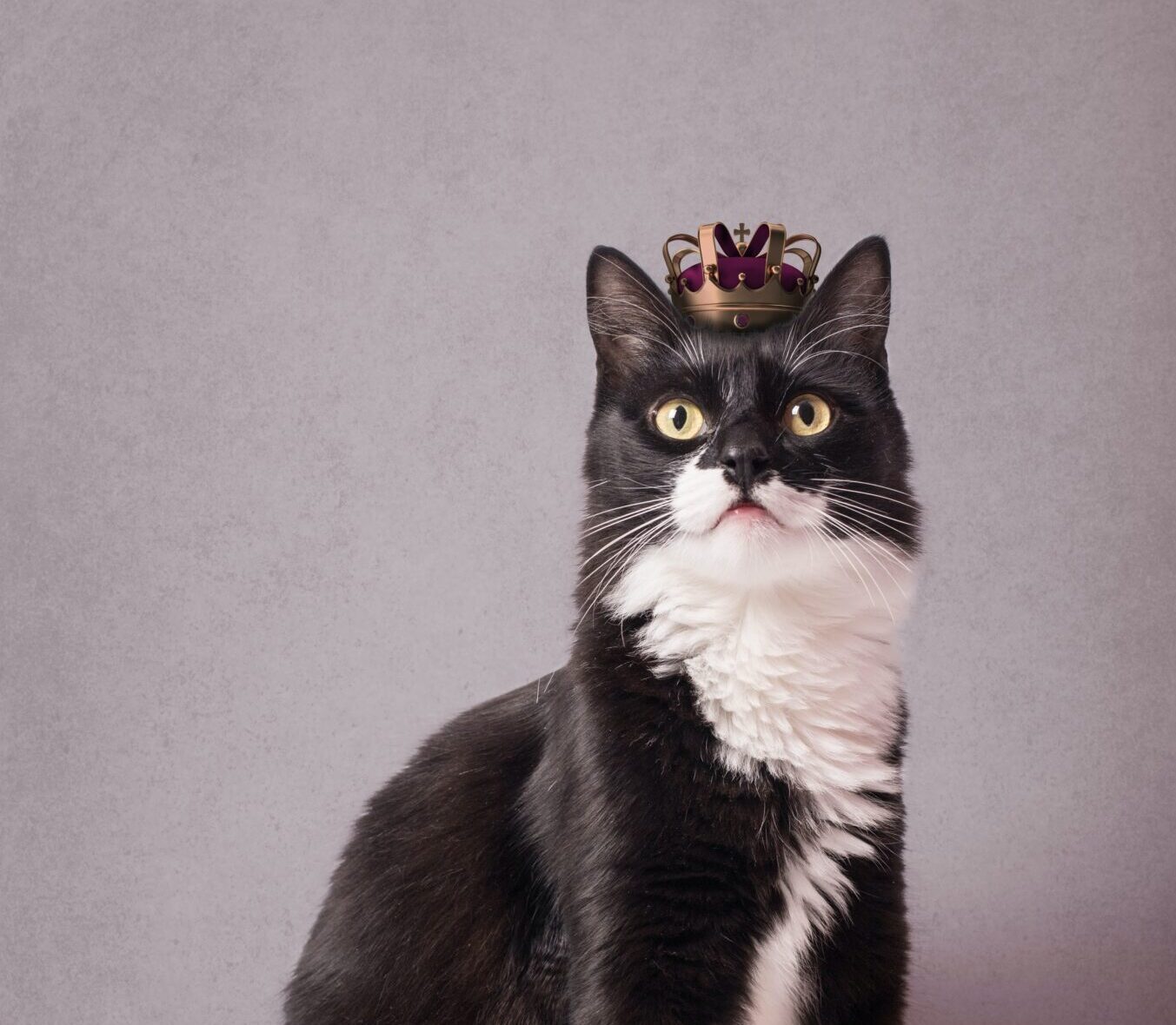 cat wearing a little crown
