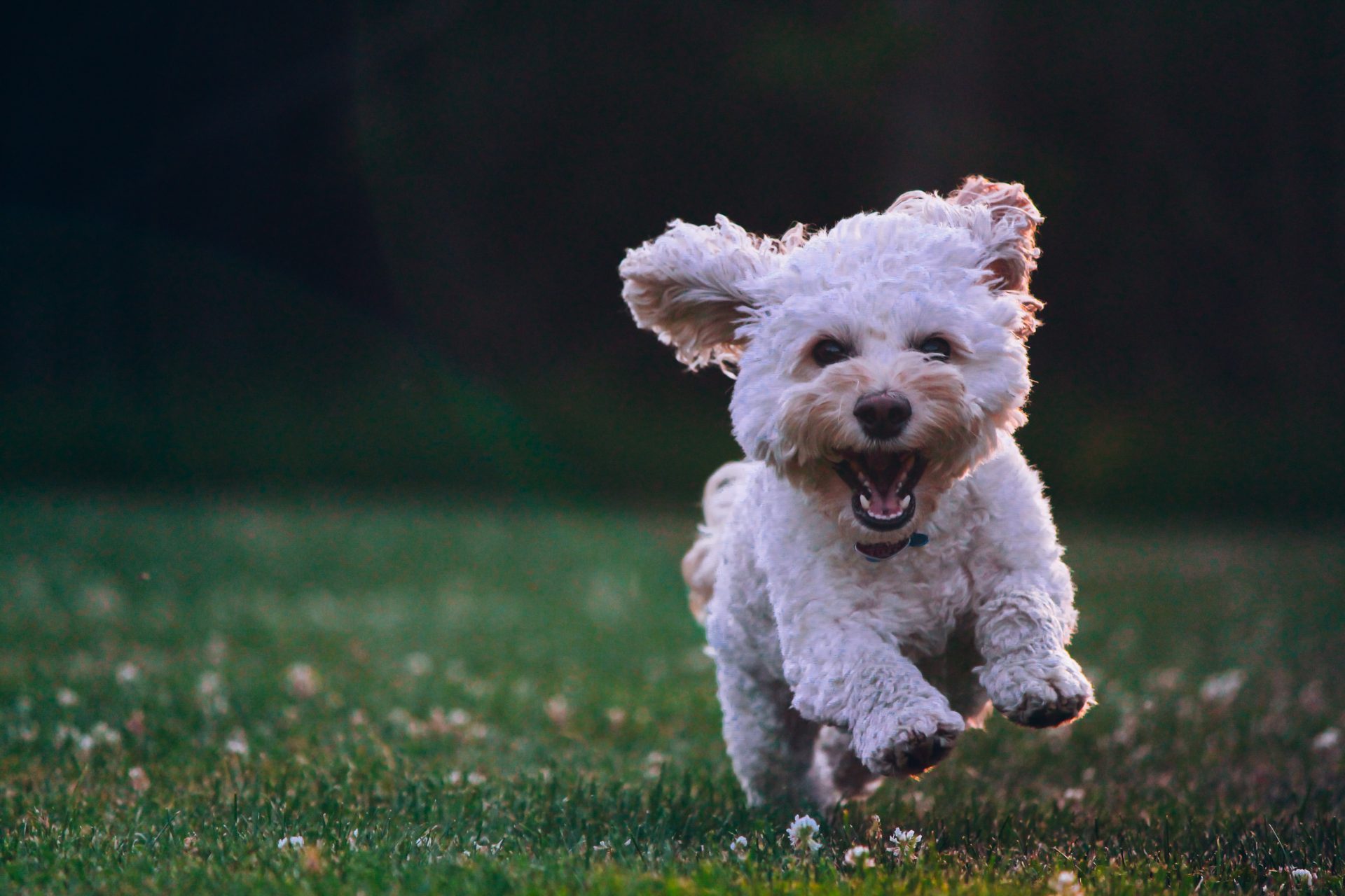 little white dog running in the grass happily