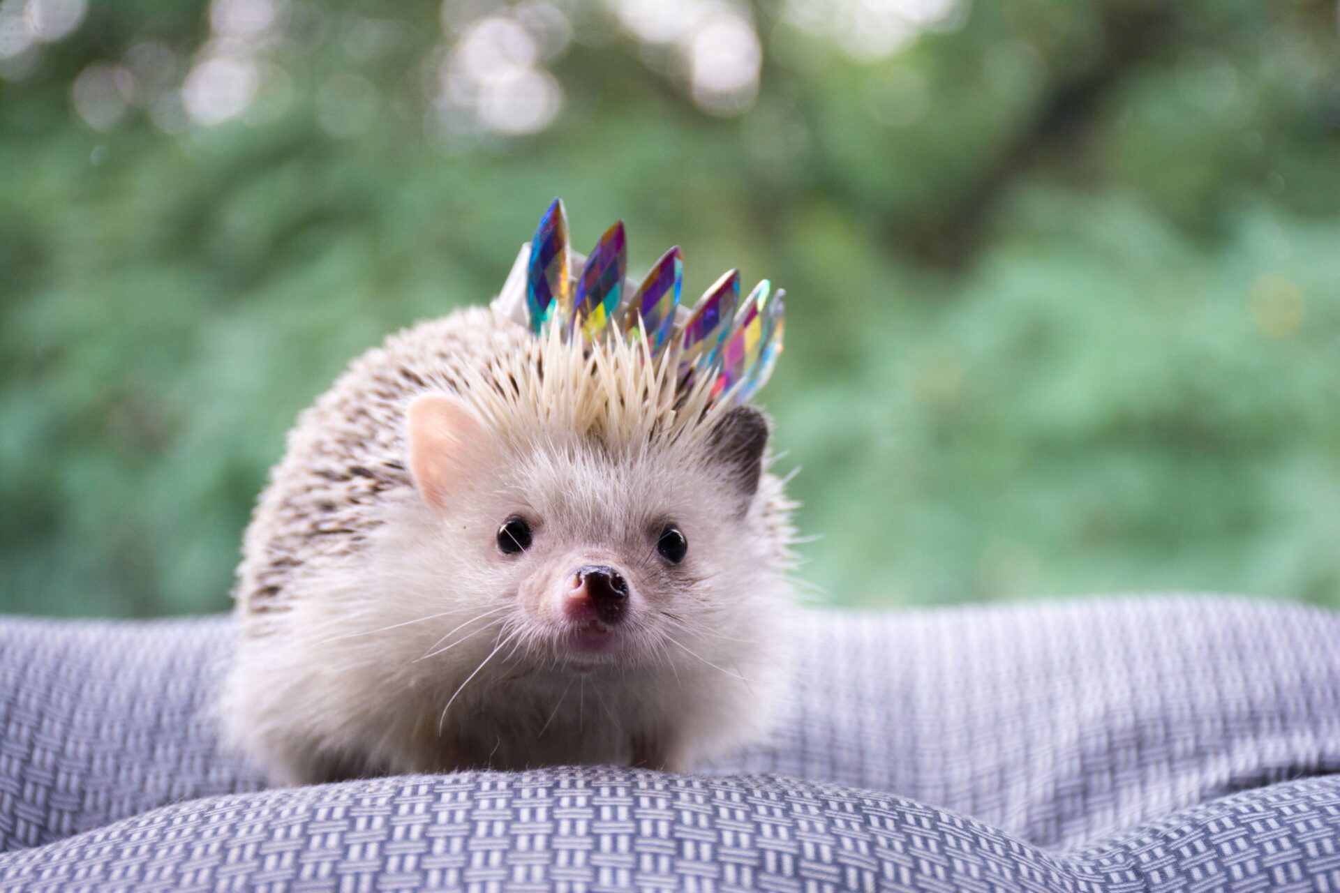 Hedgehog wearing party hat
